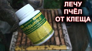 Лечение пчёл  от клеща муравьиной кислотой. Муравьинка.