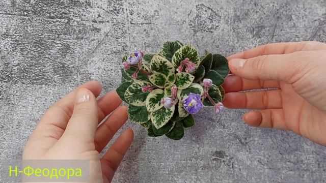 Usambaraveilchen|Africanviolet|Фиалка|Обзор сортов|Н-Феодора|Heinz's little Nugget|Rob's Wippoorwil смотреть онлайн