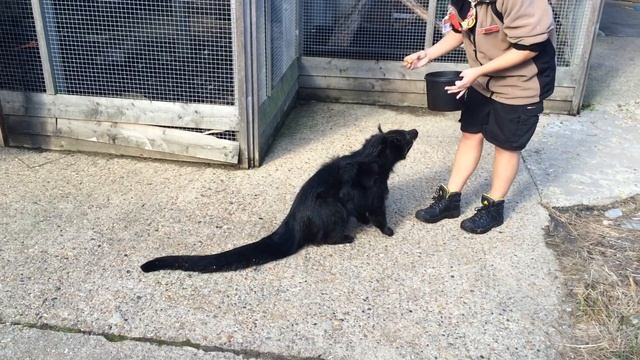 Binturong Training