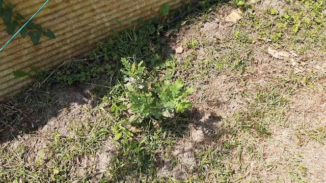 Тыквы в виде грибов. 22.07.23г??? смотреть онлайн