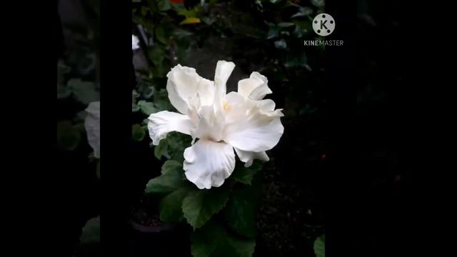 How to bloom more no. of white double hibiscus flowers in pots | Enviro Green!PL смотреть онлайн