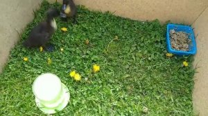 В каком возрасте можно выпускать утят, цыплят, гусят, индюшат на траву////вывод цыплят///