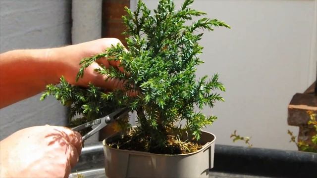 18. Juniperus Chinensis (Chinese Juniper) Blue Alps Initial clean up. смотреть онлайн