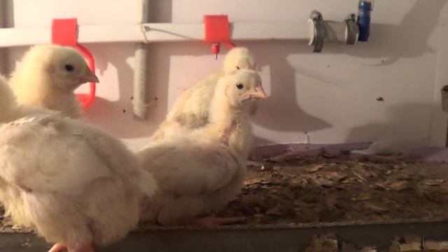 Пропаивание бройлеров без антибиотиков смотреть онлайн