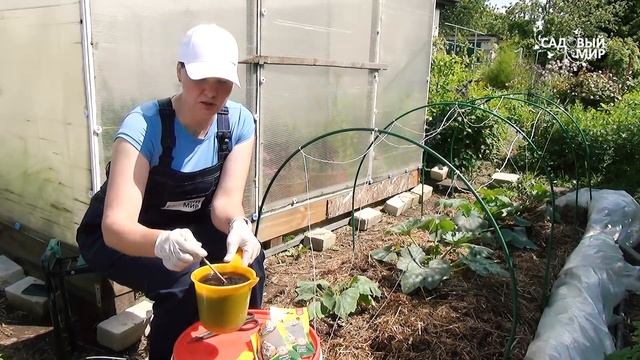 Конская сила для кабачков. Лучшее удобрение для растений летом - конский навоз