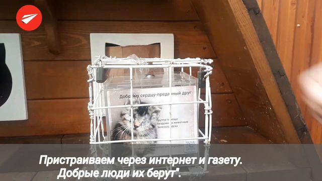 Зеленоградская Котофейня смотреть онлайн