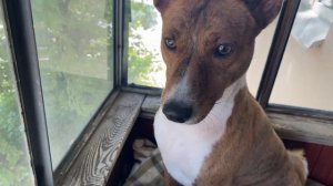 Басенджи не лают?