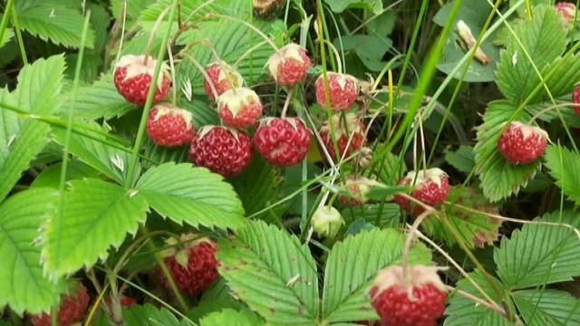 Дикорастущие растения в нашем питании. Клубника лесная. смотреть онлайн