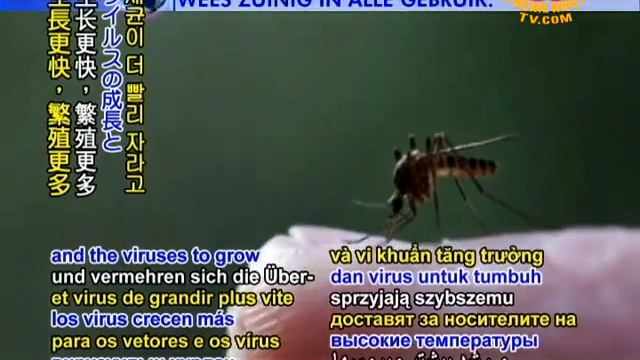 SAVE OUR PLANET-Climate already helping disease spread north study смотреть онлайн