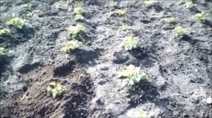 Как спасти всходы картофеля от заморозков