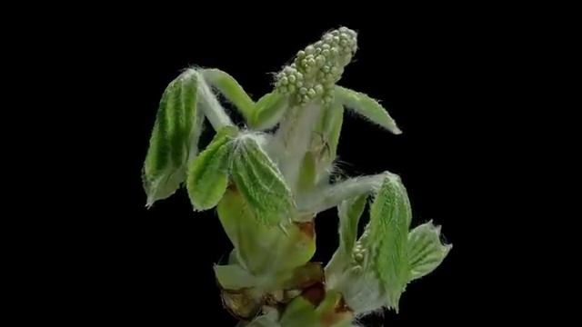 Рождение цветка, чудеса видеосъемки смотреть онлайн