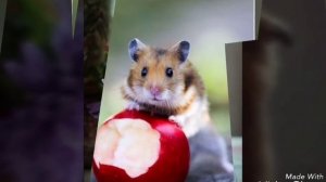 Нам нам нам (песенка про хомячка)??