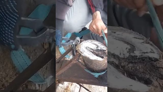 Стрижка ногтей лошадям смотреть онлайн