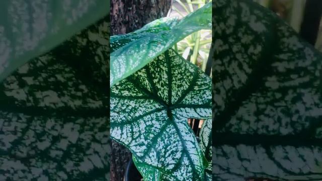 Caladium collections in our garden / Minnu’s vlog смотреть онлайн