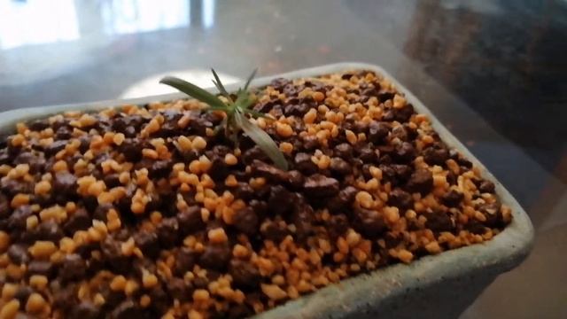 Японская Сакура! Бонсай смотреть онлайн