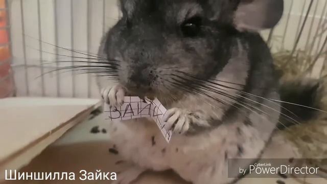Интро канала ,,Шиншилла Зайка" 💓 смотреть онлайн