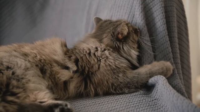 Женщина за мной будете У меня тоже талон на восемь смотреть онлайн