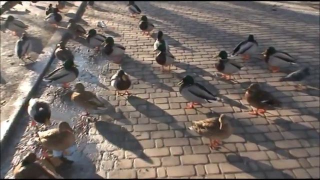 Киев 31/12/2019 Голосеевский парк. Кряквы. смотреть онлайн