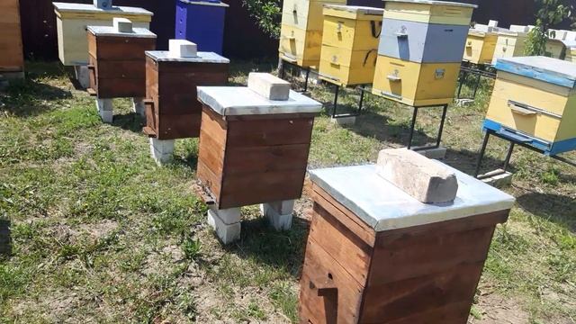 Отводки на нашей пасеке. Облёт молодой пчелы. смотреть онлайн