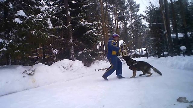 Тренировки собак ЗС январь 2022 смотреть онлайн