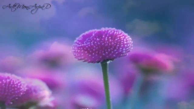 Ottmar Liebert + Luna Negra - Five Clouds Lenticular смотреть онлайн