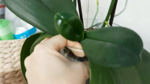 ОРХИДЕИ растят ЦВЕТОНОСЫ, несмотря НИ НА ЧТО! Фаленопсисам нужно МНОГО СВЕТА? смотреть онлайн