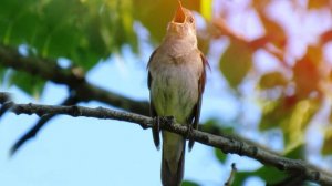 Звуки соловья, как поёт соловей, соловьиные трели