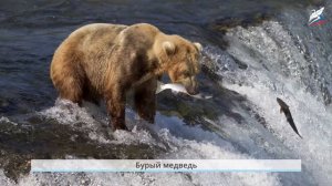 Леса России. Лес и человек