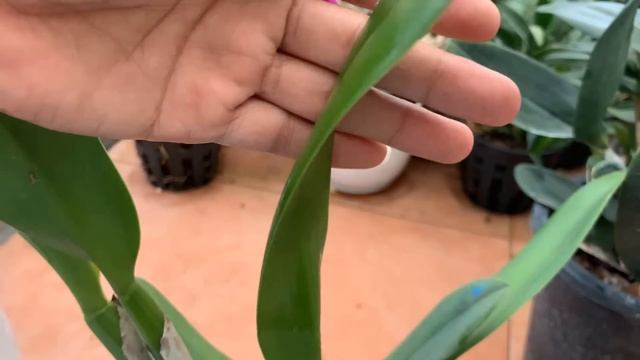 Few people know! It immediately makes the orchid shoot as fast as an arrow смотреть онлайн