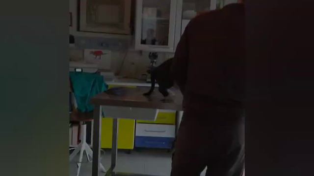 Shreki life in Italia 🐾🇮🇹 смотреть онлайн