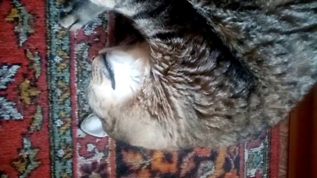 котик сопит как человек #котик смотреть онлайн