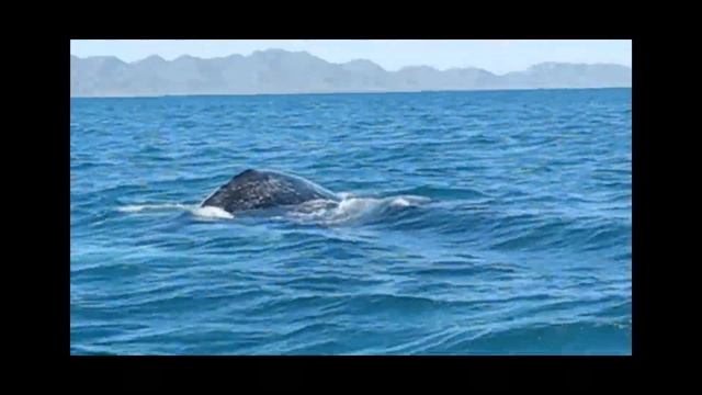 Puerto San Carlos, Mexico смотреть онлайн