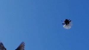 Мелитопольские голуби. Учиться никогда не поздно...