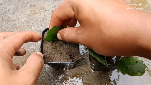 How to grow kalanchoe plant from kalanchoe leaves - With 100% Success смотреть онлайн