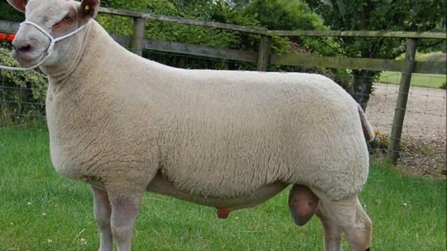 Разведение овец породы Шароле как бизнес | Овцеводство | Овцы Шароле смотреть онлайн