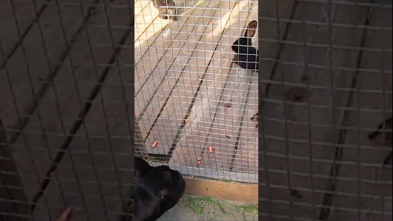 Тоже хочет кроликов покормить смотреть онлайн