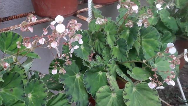 THE CUTE TINY PINK FLOWER / THE FLOWER OF EYELASH BEGONIA / Tam-awan Berry Garden смотреть онлайн