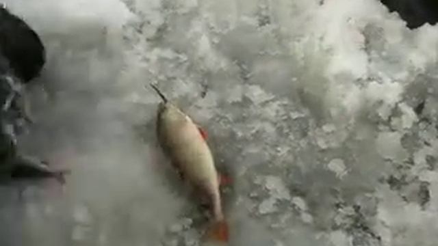 ловля окуня на озере Ильмень 4 смотреть онлайн