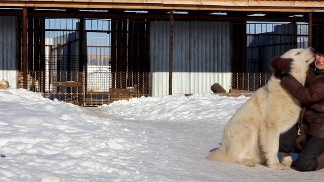 Дымка, Нурик и Жася алабаи питомника ТИМЕРТАШ смотреть онлайн