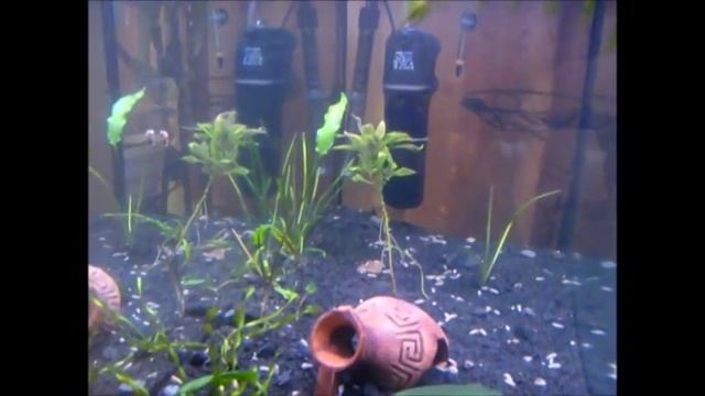 Запуск нового акваріума #2. Вивітрення хлорки. Аерація. Висадка рослин. смотреть онлайн