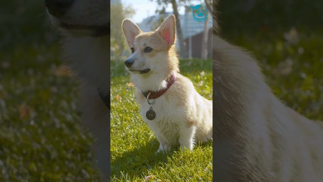 Corgi Grooming Tips: Keeping Your Fluffy Friend Clean #petadventure #petcare #corgi #corgidog смотреть онлайн