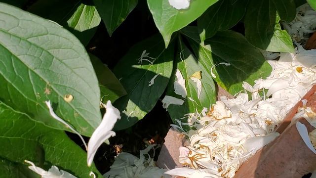 Sophie's Garden 多年生花园花后修剪及套种 смотреть онлайн