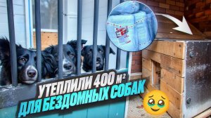 Тепло для лап: утепление будок для собак в приюте «Пушистый друг» #строительство #ремонт