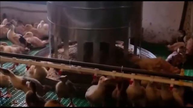 Бункерная кормушка для утят смотреть онлайн