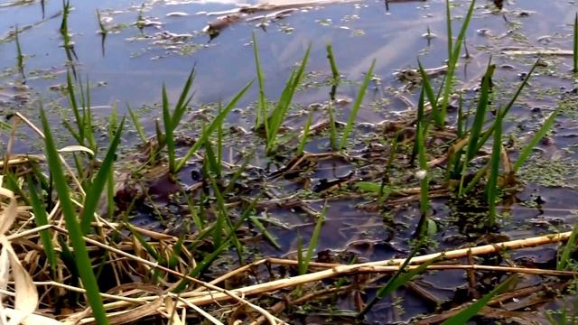 What Does Dirty Water Dreams Mean? - Dirty Water Dream Meaning Interpretation