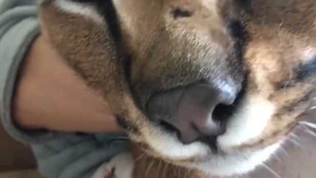 Floppa purr смотреть онлайн