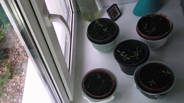 Влияние торсионного поля на рост растений смотреть онлайн