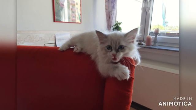 Знакомьтесь, Аксинья.... смотреть онлайн