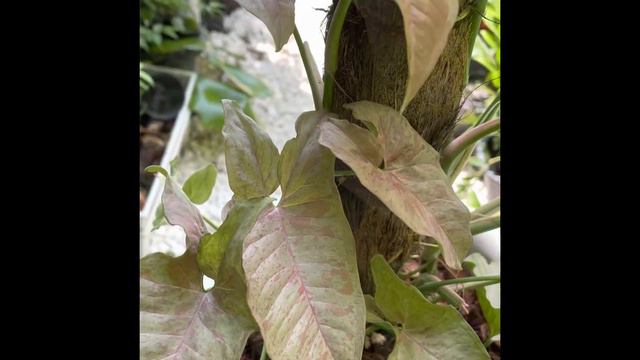 Syngonium pink spot смотреть онлайн