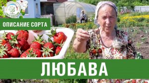 Клубника. Описание ремонтантного сорта Любава. Айтжанова Светлана Дмитриевна о сортах земляники.